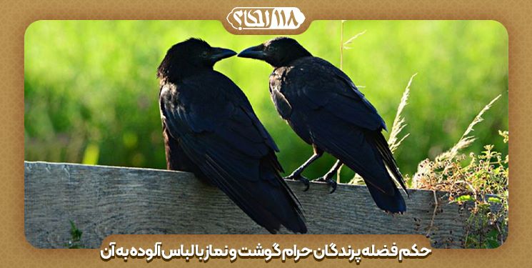 فضله‌ی پرندگان حرام گوشت " به مناسبت ۱۵ دی، روز پرندگان "