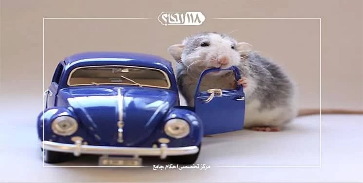طهارت و نجاست موش