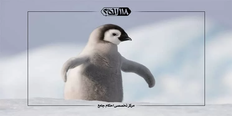 خوردن گوشت پنگوئن