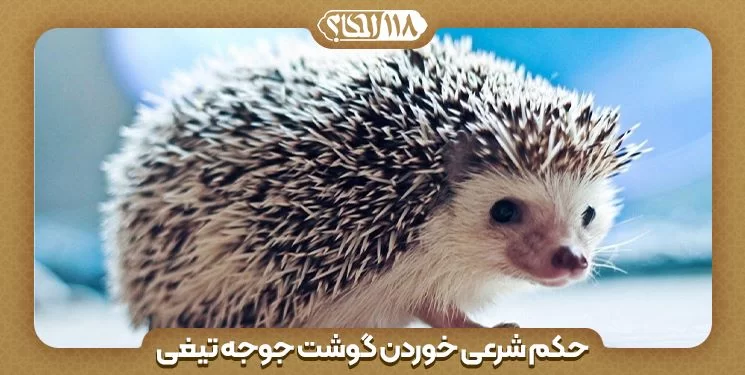 حکم شرعی خوردن گوشت جوجه تیغی " به مناسبت ۲ فوریه روز جهانی جوجه تیغی "
