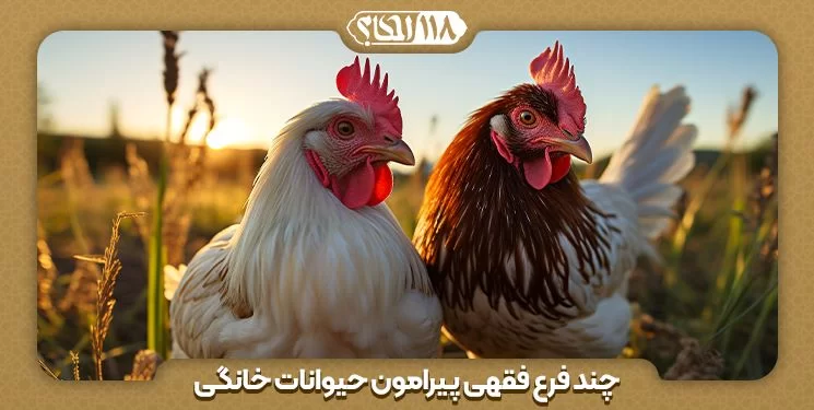 چند فرع فقهی پیرامون حیوانات خانگی مانند مرغ، خروس و انواع پرندگان اهلی " به مناسبت ۱۱ آوریل، روز جهانی حیوانات خانگی "